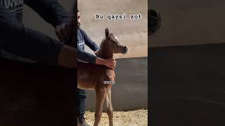 Bu qaysi zot kim biladi buqaboqish mol cow hokiz qoybozor buqalar molbozor qoy bozor funny [upl. by Mollee]