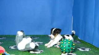 Jack Russell Terrier Macho STA REF200 4 [upl. by Nanahs]