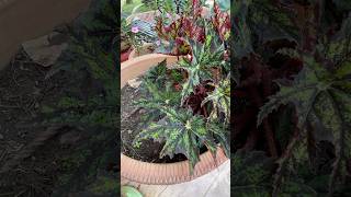 Stunning begonia heracleifolia shorts plants gardening flowers hobby share [upl. by Yblocaj]