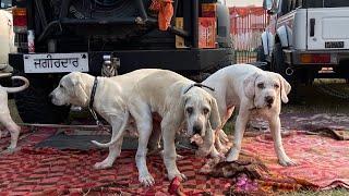 Pakistani Bully Lovers With Their Dogs At Nawanshahr Dog Show Punjab 20 February 2021 [upl. by Olcott]