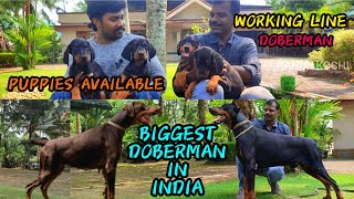 BIGGEST AMERICANEUROPEAN DOBERMAN IN INDIA  doberman kerala  top import line doberman in india [upl. by Dellora]