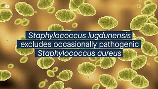 Staphylococcus lugdunensis competitively excludes occasionally pathogenic S aureus [upl. by Hagar340]