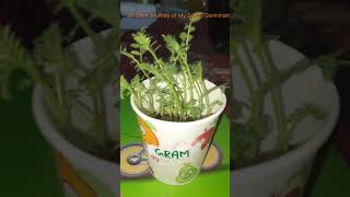 Seed Germination youtube youtubeshorts [upl. by Rumilly]