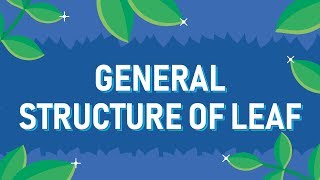 General Structure of Leaf [upl. by Nnire198]