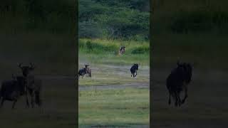 Lioness hunting [upl. by Ennoid]