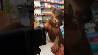 toda sa ya bhi deserve karta ha pyaar shots minivlog dailyvlog viral food doglover subscribe [upl. by Sima]