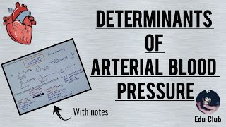 Determinants of Blood Pressure  Cardiovascular Physiology [upl. by Otrebireh]