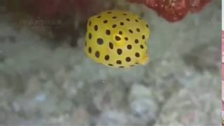 Follow Yellow BoxFish [upl. by Gilbertine6]