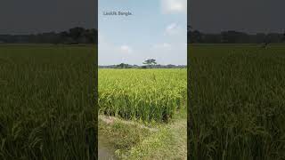 Green paddy field reelsfypシ short village nature videos reelsfbシ vlog loukikbangla71 [upl. by Eveline356]