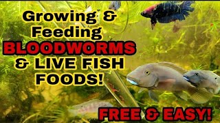 How To Culture amp Feed Your Fish LIVE BLOODWORMS FREE  4 More Great HOMEGROWN Live Aquarium Foods [upl. by Ok302]