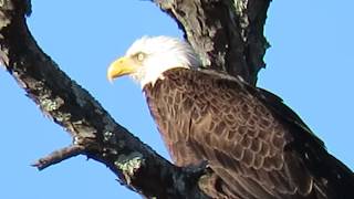 Bald Eagle Relies on Nictitating Membrane to Protect Eyes in Wind in Sea Pines Forest Preserve Hilt [upl. by Odrautse]