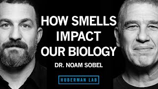 Dr Noam Sobel How Smells Influence Our Hormones Health amp Behavior  Huberman Lab Podcast [upl. by Pantia]