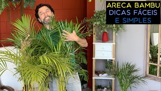 Areca Bambu Dicas Simples e Fáceis [upl. by Adrahc981]