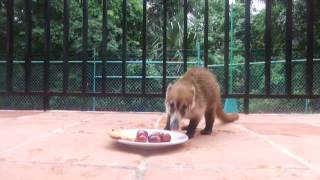 gourmet coati [upl. by Atihcnoc]