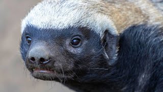 Honey badgers  The Marauding Mustelids [upl. by Dom138]