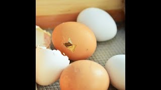 20th DAY of Eggs Incubation PEEPING EGGS  Episode3  Kids Poultry [upl. by Anoirtac]