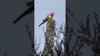 Rosella bird sounds ❤️ 💛 1  Rosella parrot [upl. by Emmery529]