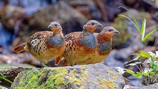 Chinese bamboo partridge Bambusicola thoracicus foraging [upl. by Hylan500]