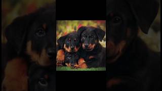 Beauceron  beauceron edit template [upl. by Haroppizt]