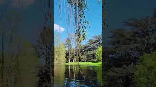 Beautiful tree touching water in a beautiful park 4K longwoodgardens [upl. by Qahsi678]