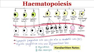 Haematopoiesis  Handwritten notes [upl. by Htederem29]