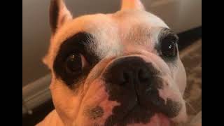 Walter the talking Frenchie dogBEST OF COMPILATION🐶 [upl. by Ttej]