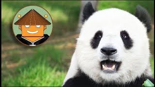 QUÉ PASA CON LOS PANDAS I Mini documental [upl. by Cestar]