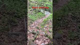 Kiosk and bridge on Beartown Woods Trail dayhikingandherpingdudes [upl. by Ardeth]