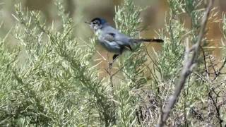 California Gnatcatcher  White Point Nature Preserve  Apr 30 2017 [upl. by Eardnoed944]