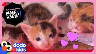 Hero Rescues Six Stray Kittens From Her Own Car  Rescued  Dodo Kids [upl. by Tihor]