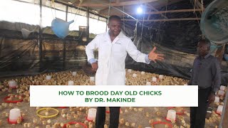 How to brood Day old Chicks by Dr Makinde [upl. by Acireed253]