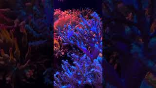 Anemone salt water aquarium setup [upl. by Hosbein]