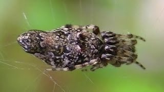 Cyclosa Trashline Spider Araneidae Parte1 [upl. by Satsok]