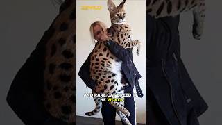 Most Expensive Cat Breed in the World wildlife shorts [upl. by Yrak]