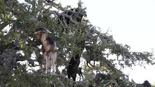 Encounter the Phenomenon Climbing Goats [upl. by Monro]