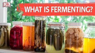 What is Fermenting [upl. by Marijane]