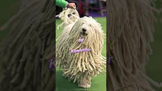 The Top 10 Aggressive Dog Breeds in 2024aggressive top10 shorts viralvideo dogs [upl. by Emersen]