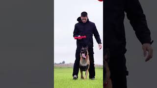 Votre chien a un super pouvoir  🔥 chien dog malinois [upl. by Asilem]