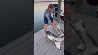 INCREDIBLE 🦈🤯 Extremely Rare Lemon Shark W Piebaldism Caught amp Released shark fishing nature [upl. by Trevorr186]