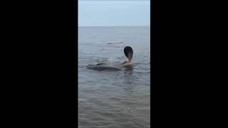 Manatees spotted in Choctawhatche Bay Video by Daniel Lickers [upl. by Bilat]