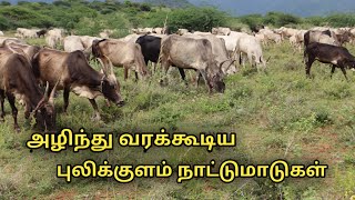 அழிந்து வரும் புலிக்குளம் நாட்டு மாடுகள்  pulikulam cattle breed facts in tamil  uzhavan magan [upl. by Sproul751]