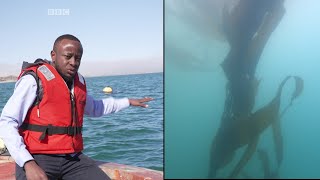 BBC Underwater Seaweed Farming in Namibia [upl. by Weatherby]