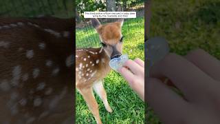 The kind police officer rescued a fawn lying by the roadside and then animalshorts deer [upl. by Madson131]