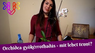 Orchidea gyökérrothadás  A gyökérrothadás jelei és mit kell tenni ha már megvan a baj [upl. by Nightingale]