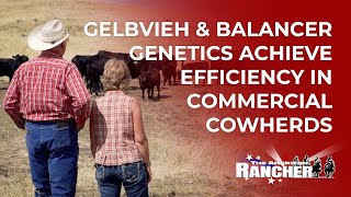 Gelbvieh amp Balancer Genetics Achieve Efficiency in Commercial Cowherds  The American Rancher [upl. by Swanhildas]