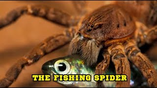 The Fishing Spider [upl. by Ayahsey673]