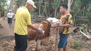 Waspada Scabies pada Sapi Kenali Gejalanya dan Segera Hubungi Dokter Hewan [upl. by Boehmer]