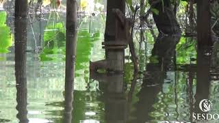 Drinking Water Crisis in Bangladesh Due to Flood  SESDO [upl. by Anaibib]