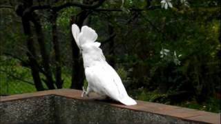 White Cockatoo Cacatua alba handreared parrots  Kakadu Białoczuba ręcznie wykarmiona [upl. by Ifen977]