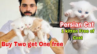 Persian Cats For Sale  Buy two Get one free  persian kitten’s cheap price  persian cat  cat sale [upl. by Blain762]